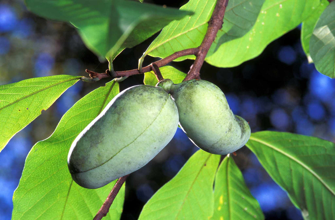 A Canadian Fruit Tree Tasting like Banana and Mango Might bee Growing in a Forest Near You!