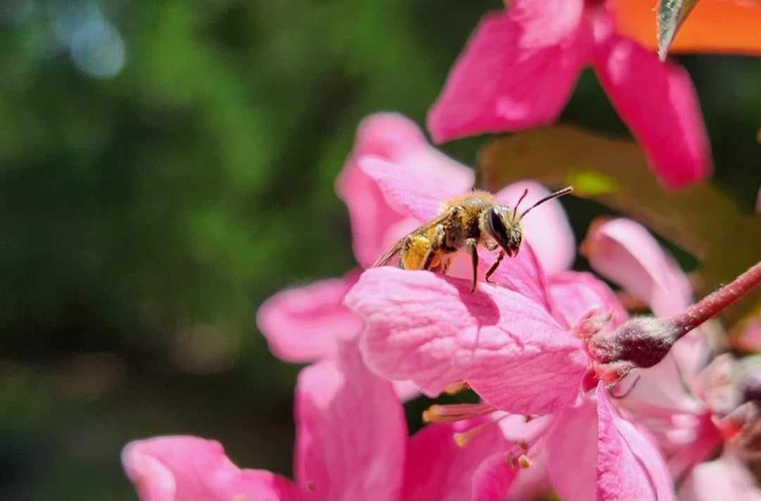 Exploring the Buzzworthy World of North American Wild Bee Species