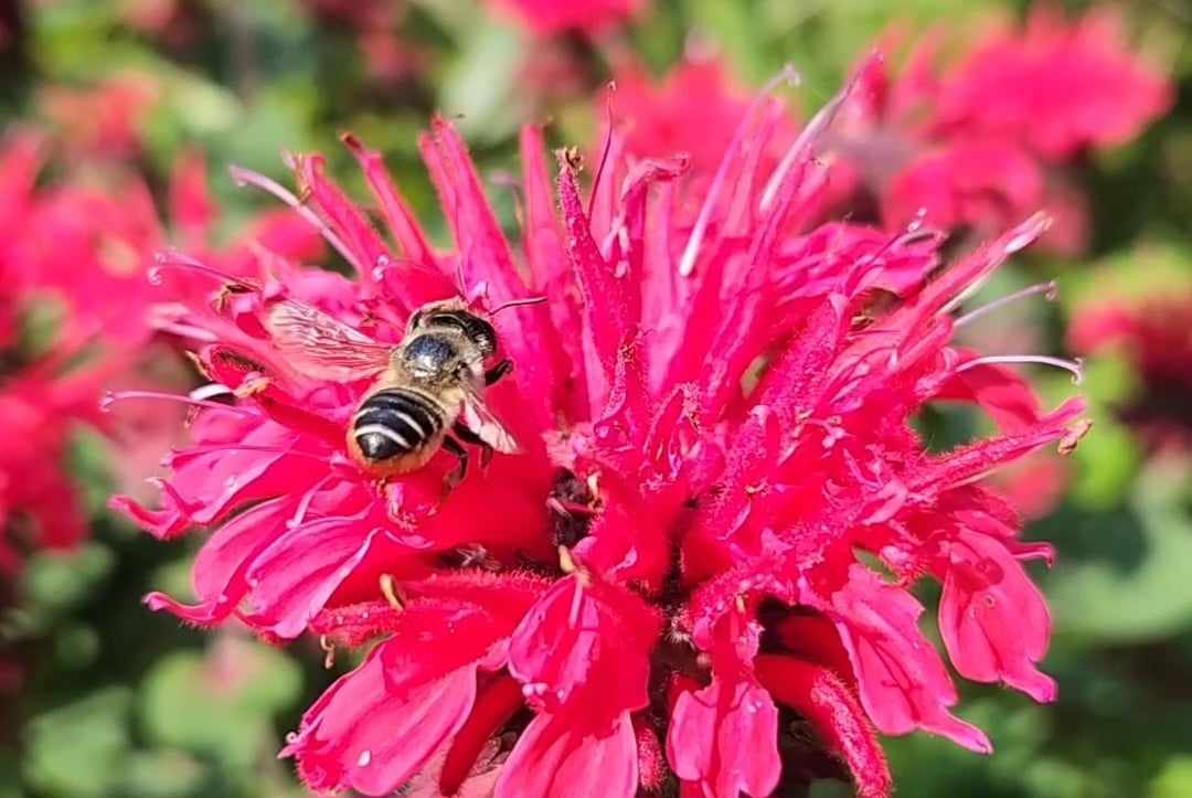 Top Pollinator attracting flowers specific to Your Region