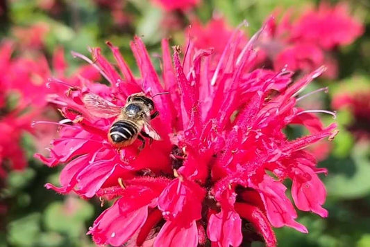 Top Pollinator attracting flowers specific to Your Region